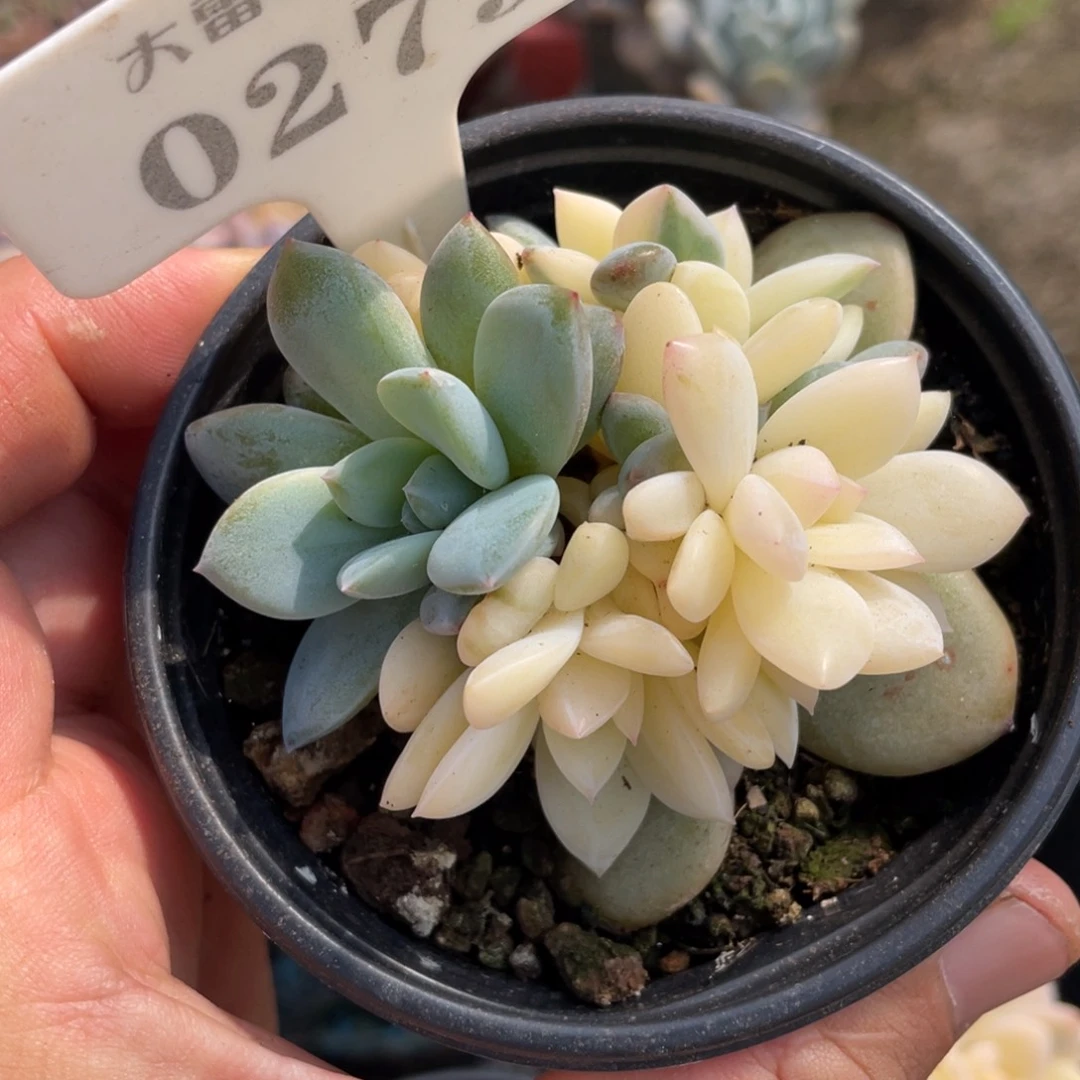 0279橙子锦不带盆7厘米