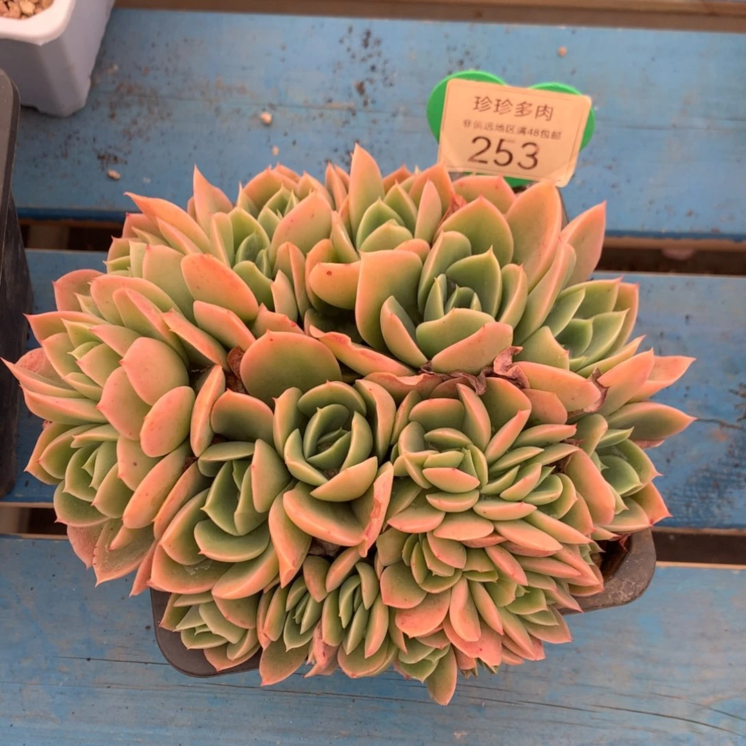 辛娜塔朵朵开播福利253