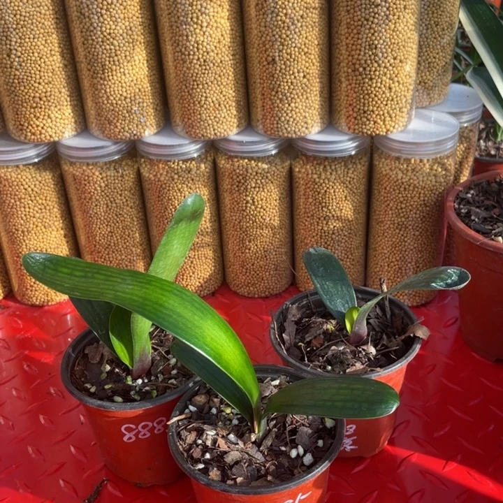 完全开放悠*君子兰是我最喜欢的花