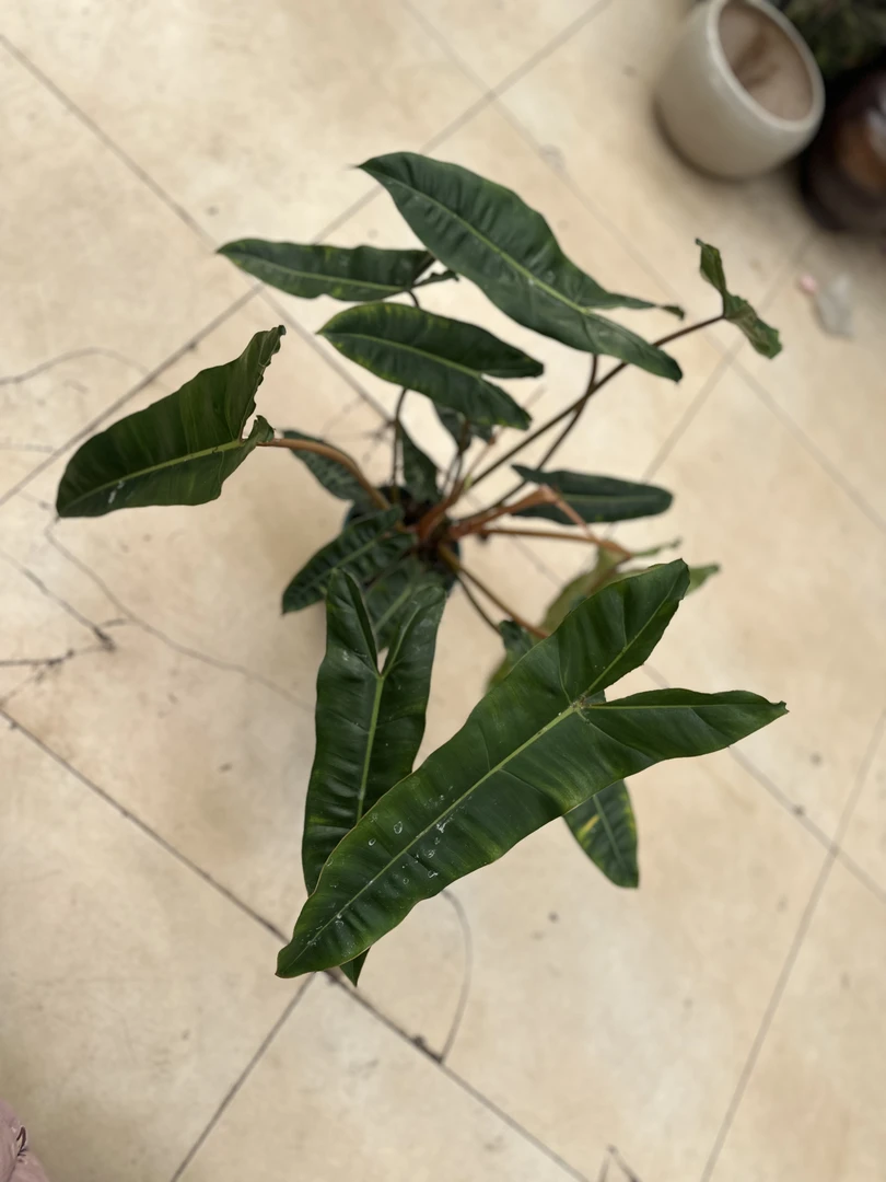 橙柄蔓绿绒观叶植物室内盆栽趣味绿植客厅阳台好养