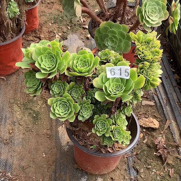 多肉植物绿羊绒缀化615号