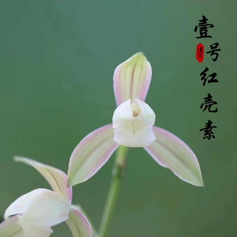 建兰名品【一号红壳素】 2苗 6月份开花终身包对版 放心购买