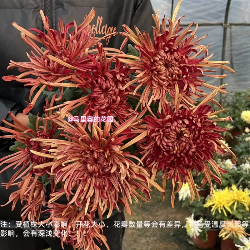 【火凤凰】传统大菊盆栽九月菊 室外庭院阳台新手多年生草本花卉
