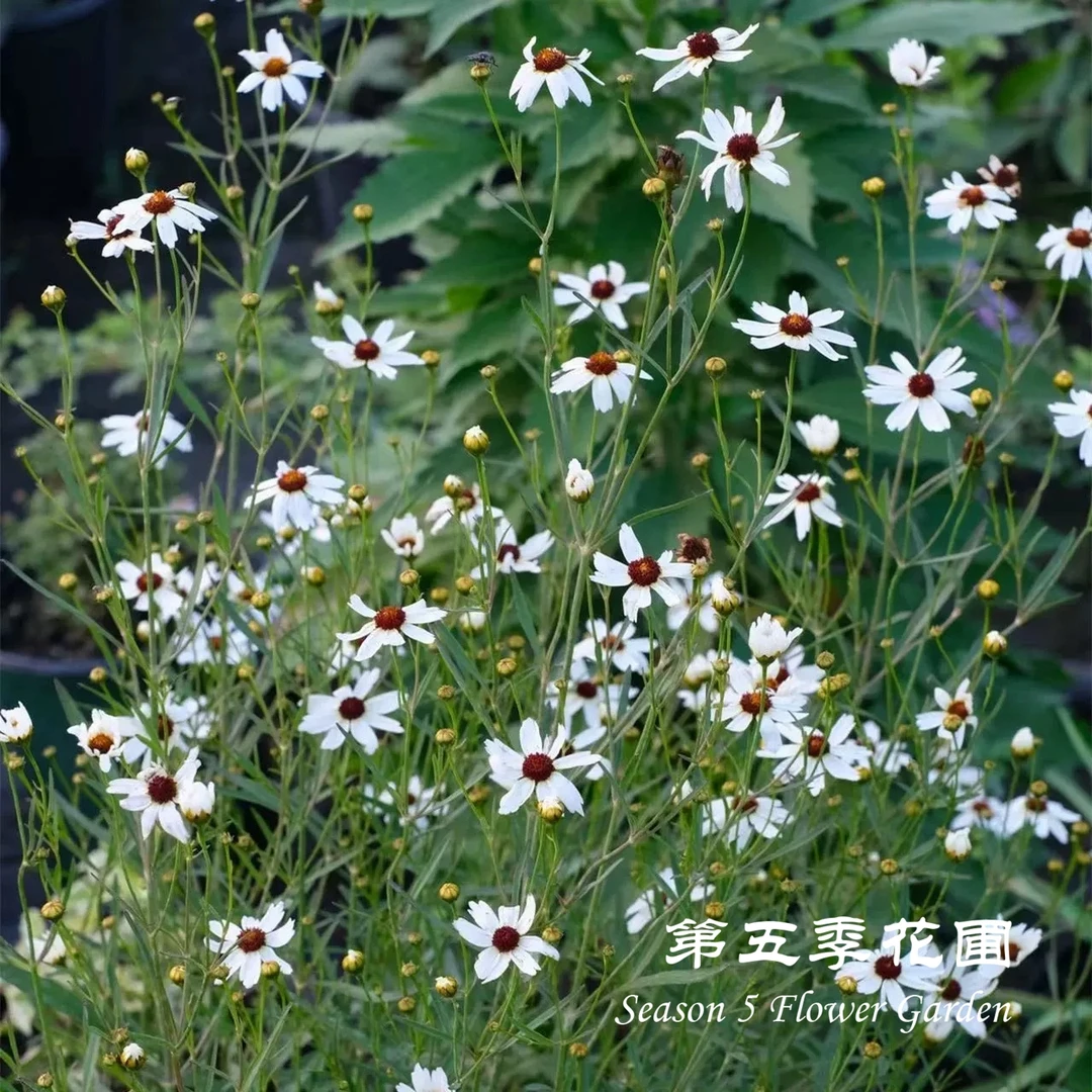 第五季花圃 金鸡菊“黄铜矿" 多年生耐寒耐热 庭院阳台盆栽花卉苗