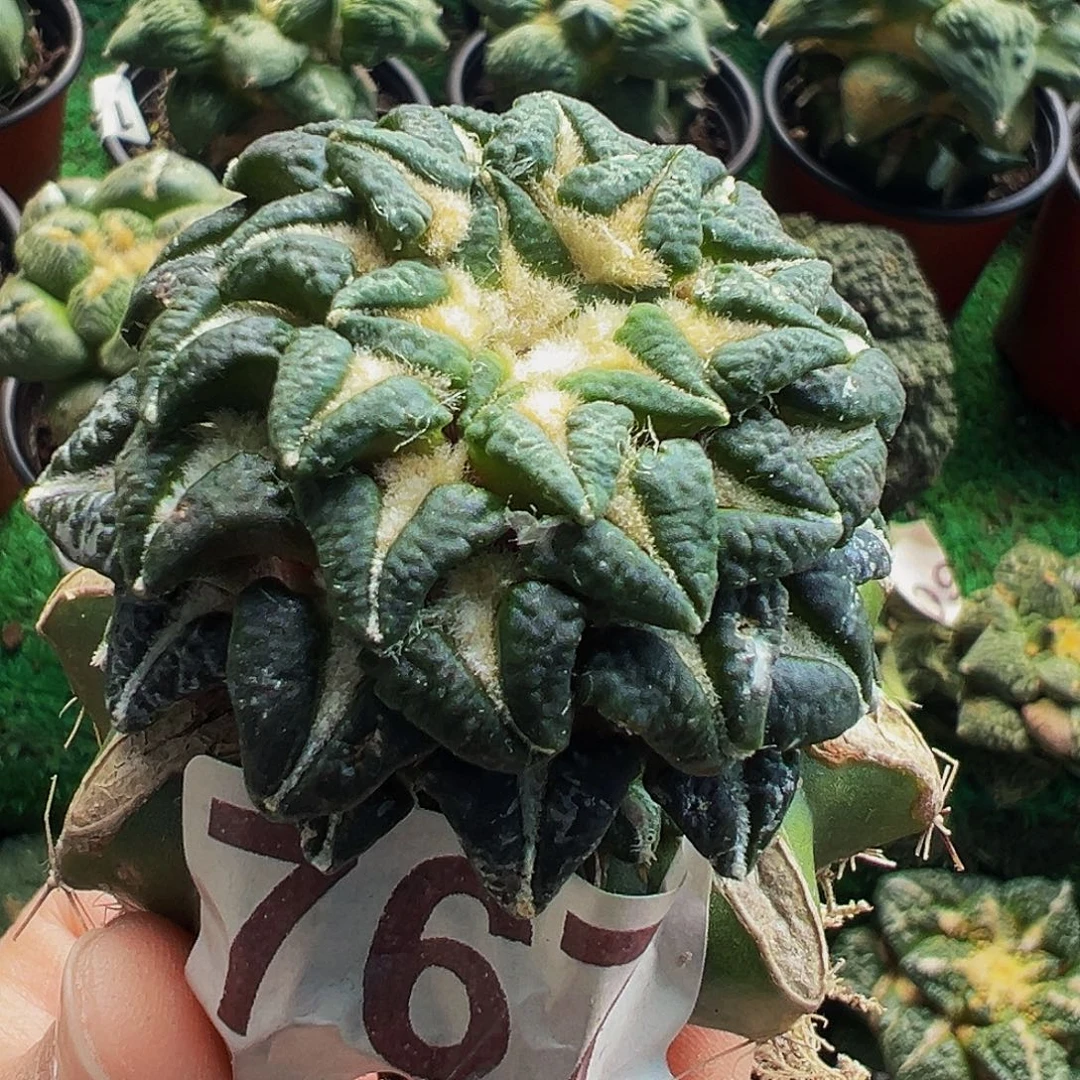 无花朵风车大尤姬牡丹767