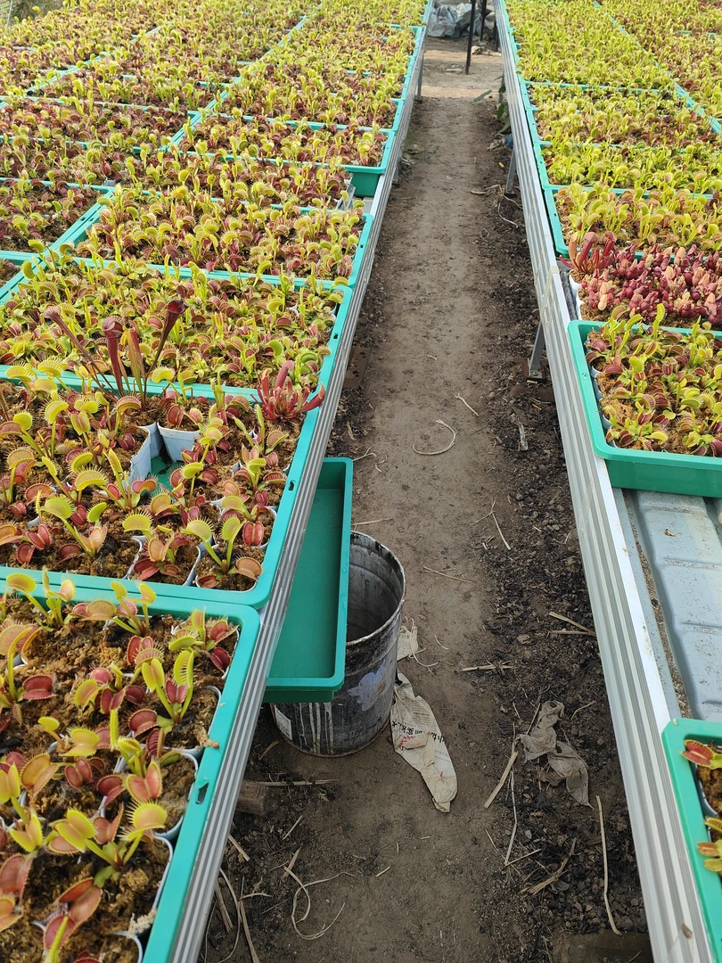 食虫植物一物一拍链接