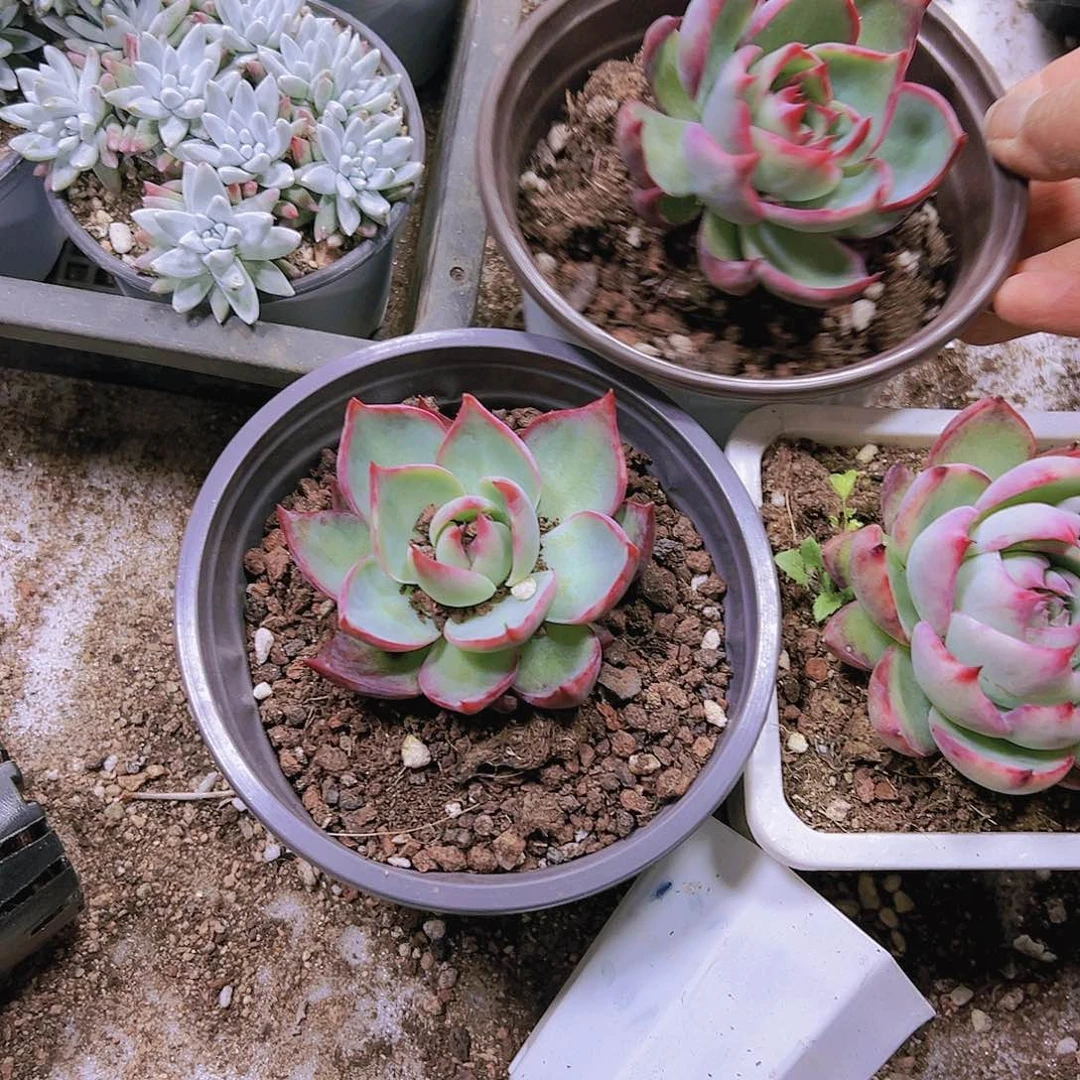 大惊鸿多肉植物19包邮