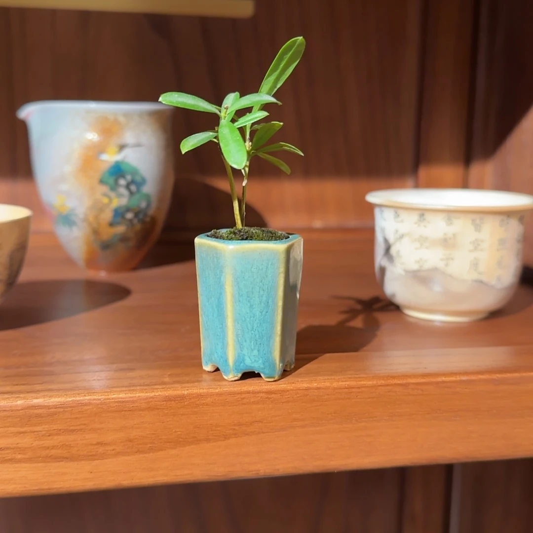 陈姑姑光辉哈哈哈哈哈哈光辉哈哈哈