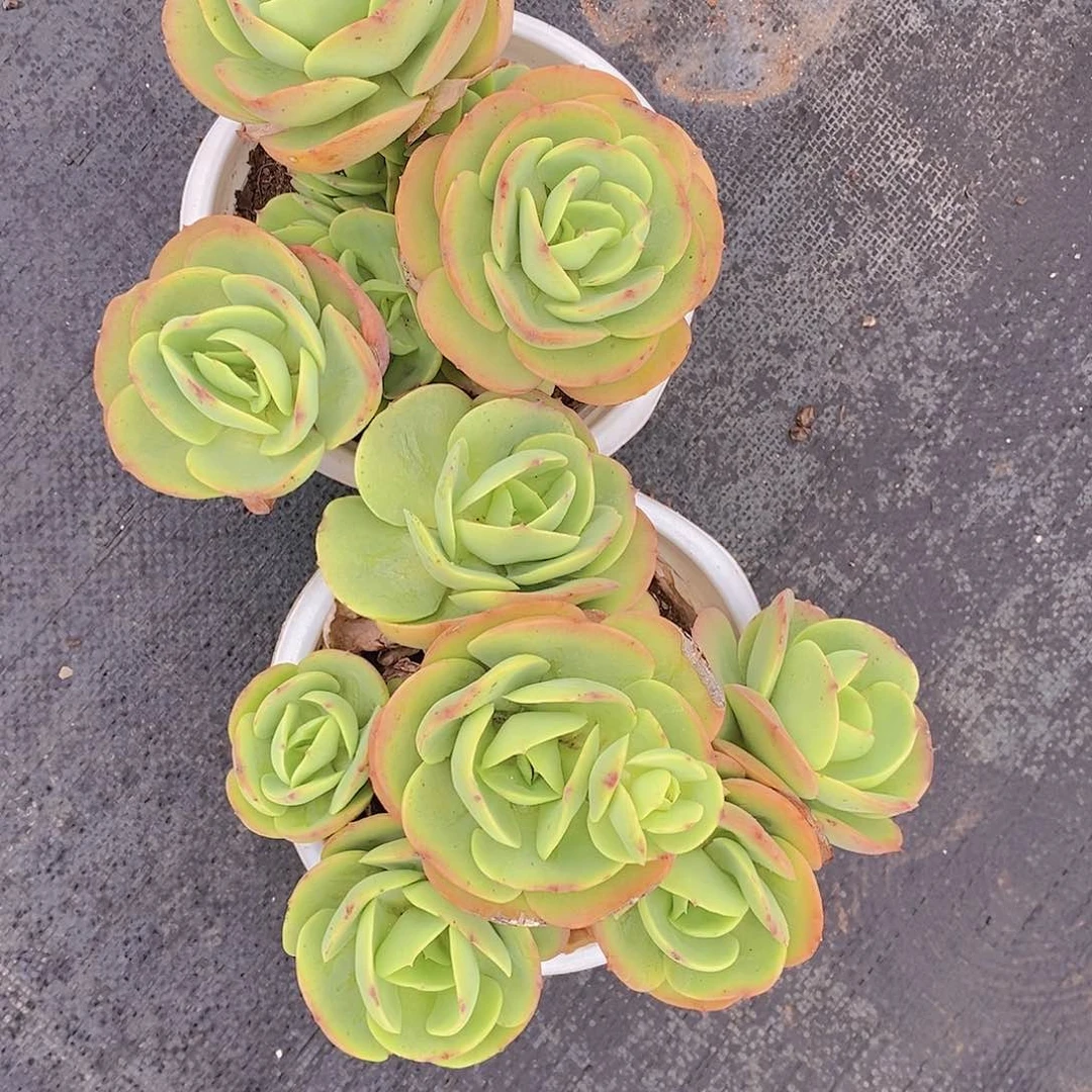 多头群生碧桃两盆