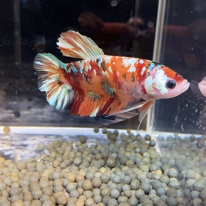 斗鱼黑112号巨丢将军