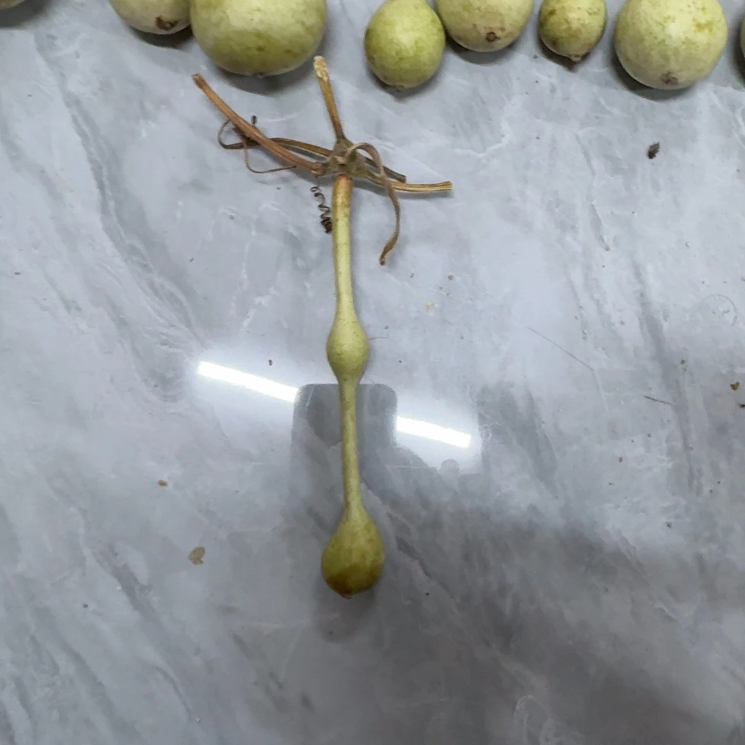 福***面精品蚂蚁杆子系列产品