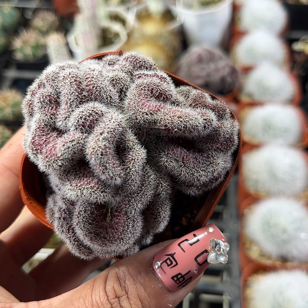 紫彩草缀化单头发货单头