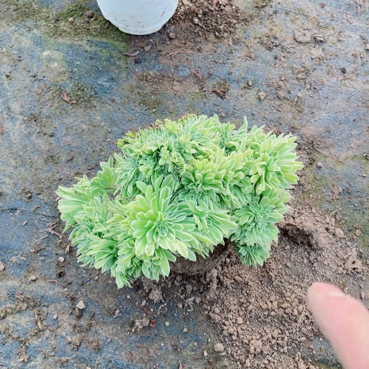 碧浪缀化朵朵漂亮漂亮