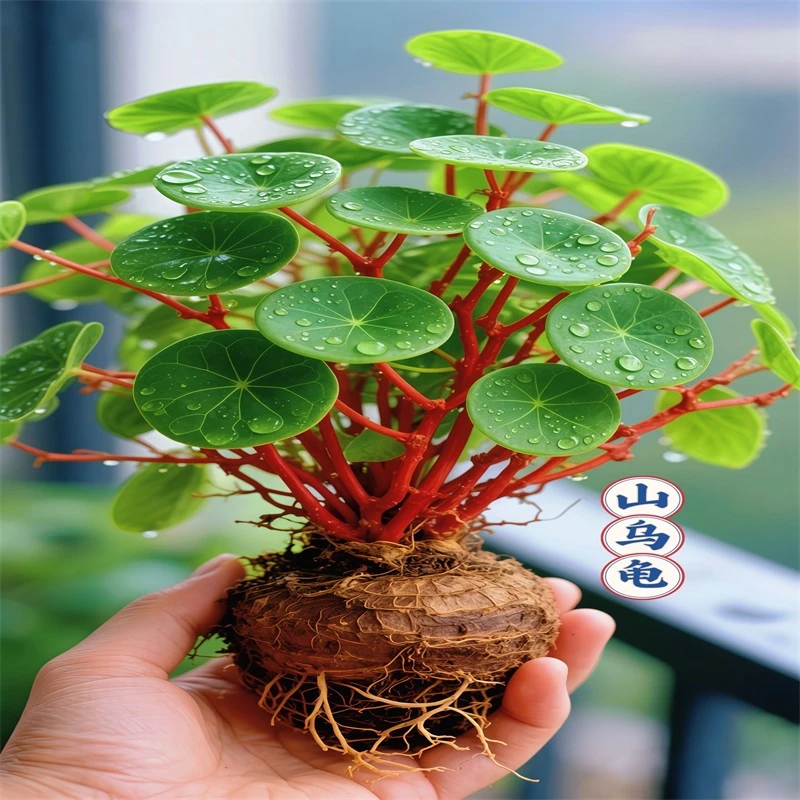 山乌龟金不换植物盆栽红藤圆叶懒人绿植爬藤观叶室内水培阳台客厅