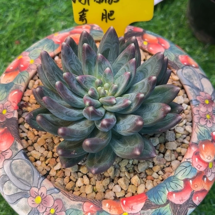 向***生向阳而生雪戴利一颗寄养