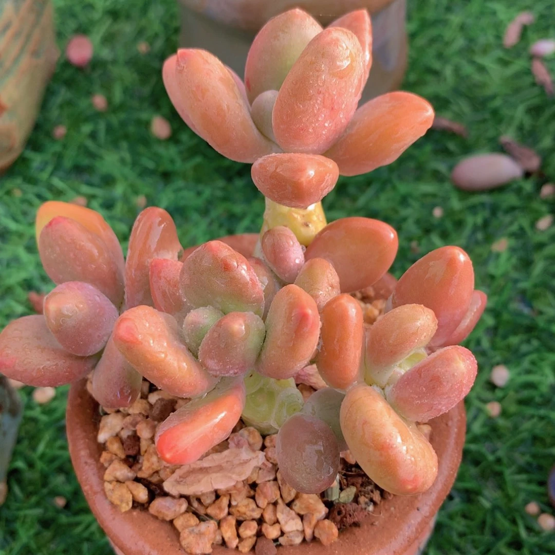 KK美人10 公分一物一拍