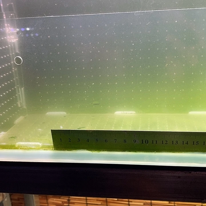 鳜鱼红纹鳜鱼中国虎鱼