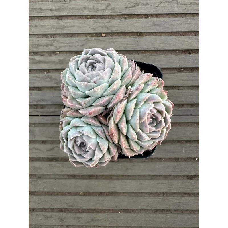 7#香云双头起多肉植物 前男友精品多肉