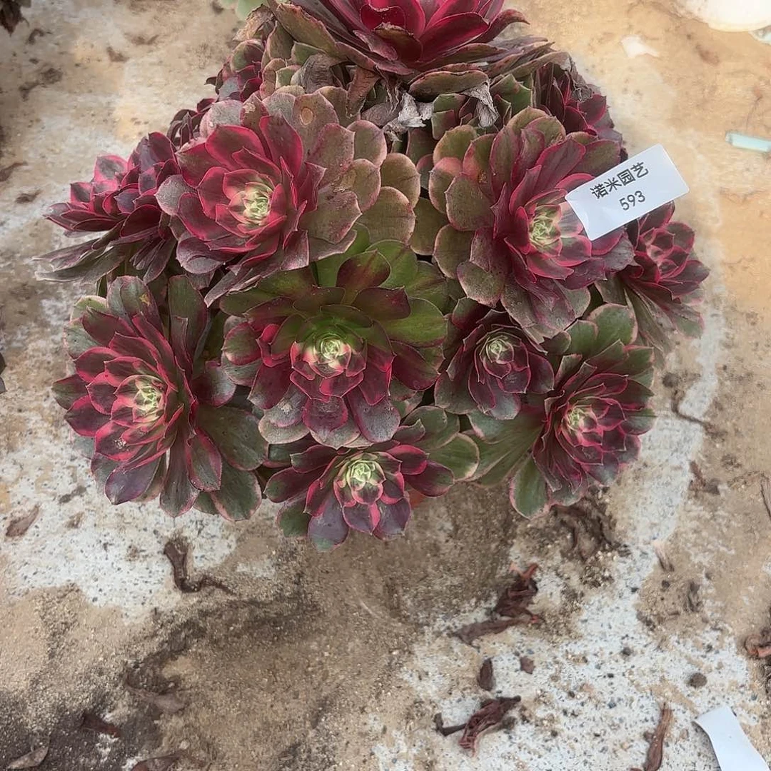 粉花妖老庄多肉植物593