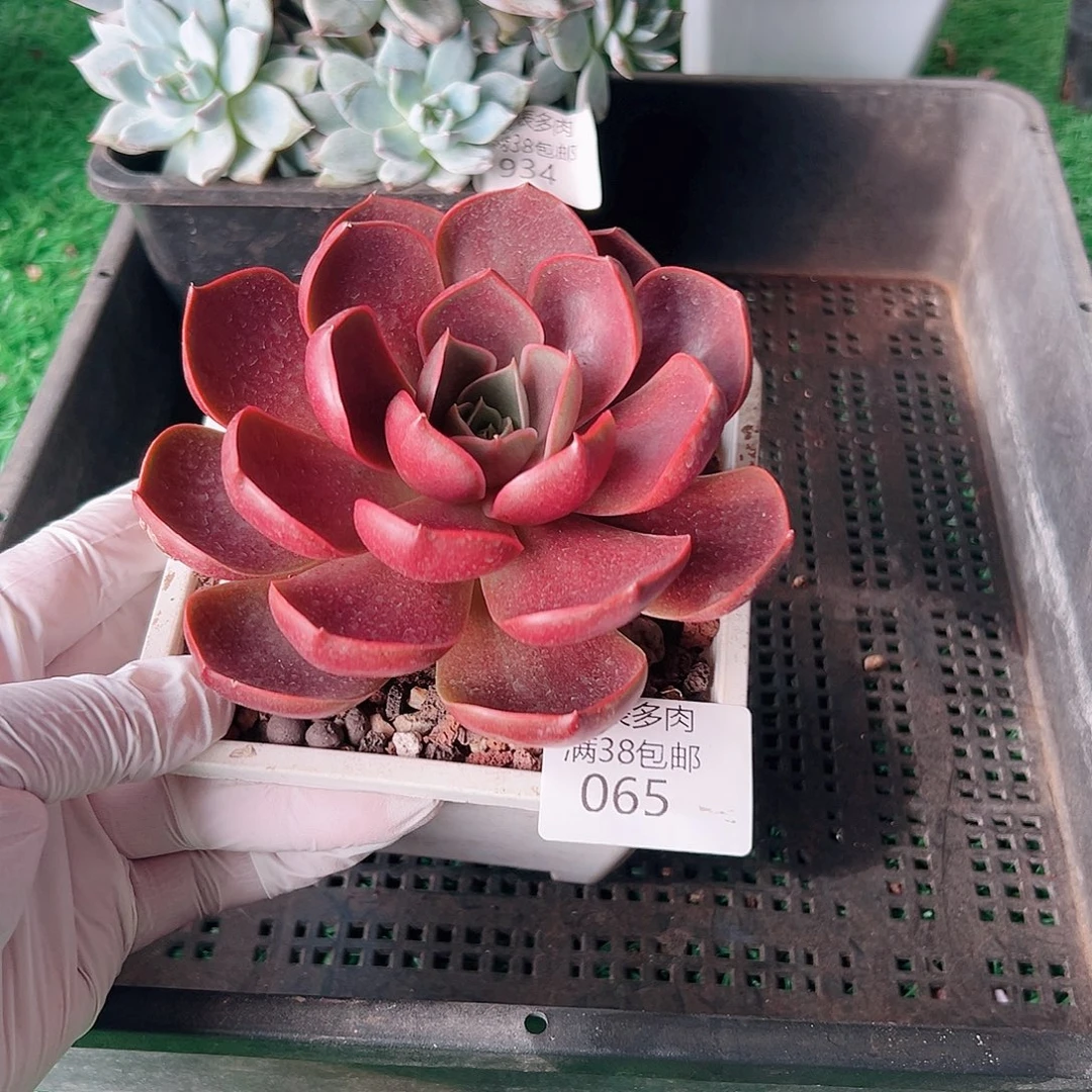 多肉一物一拍植物065