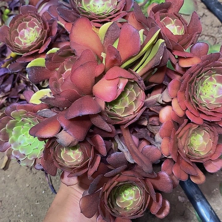 多肉植物保护研究所