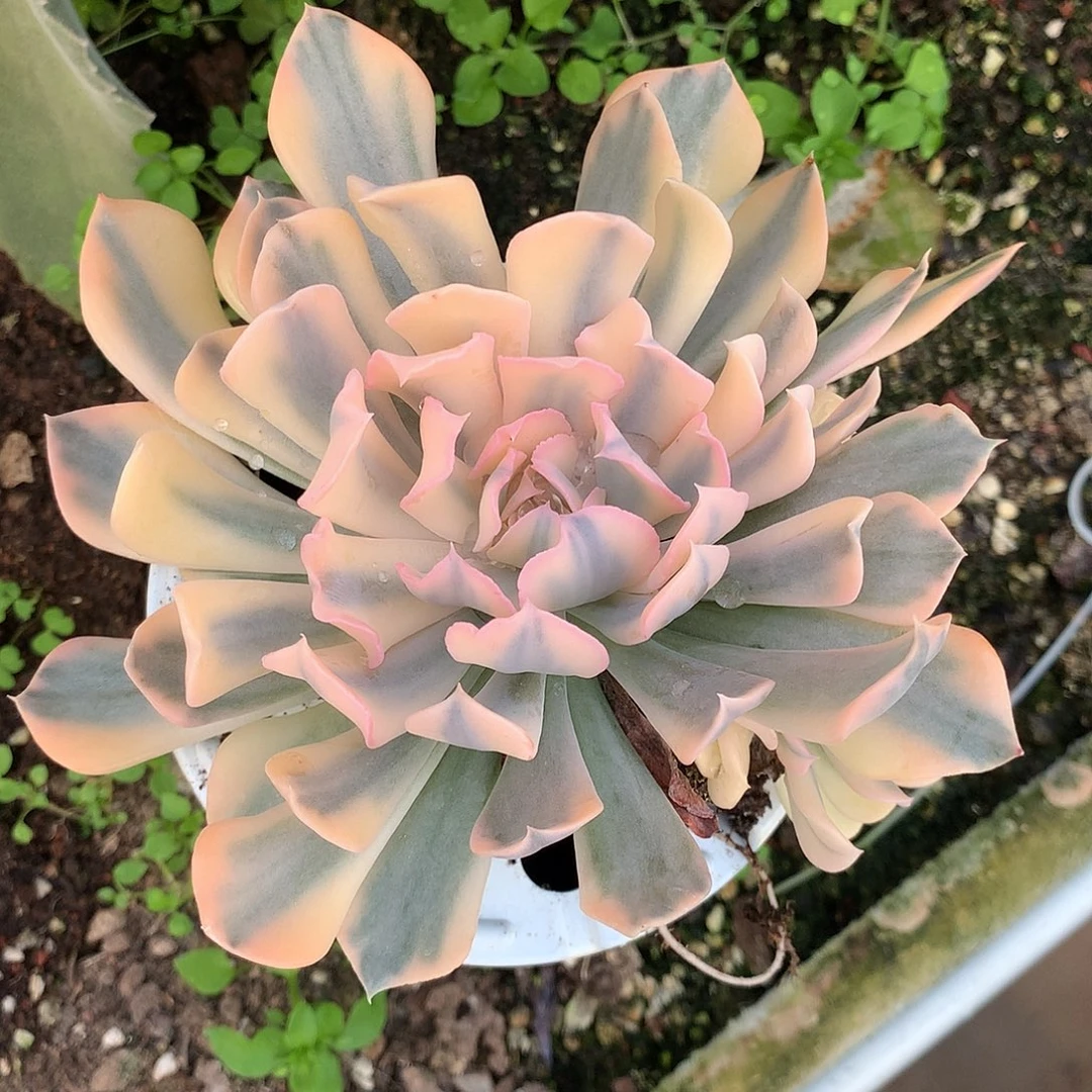 利比里亚锦多肉植物