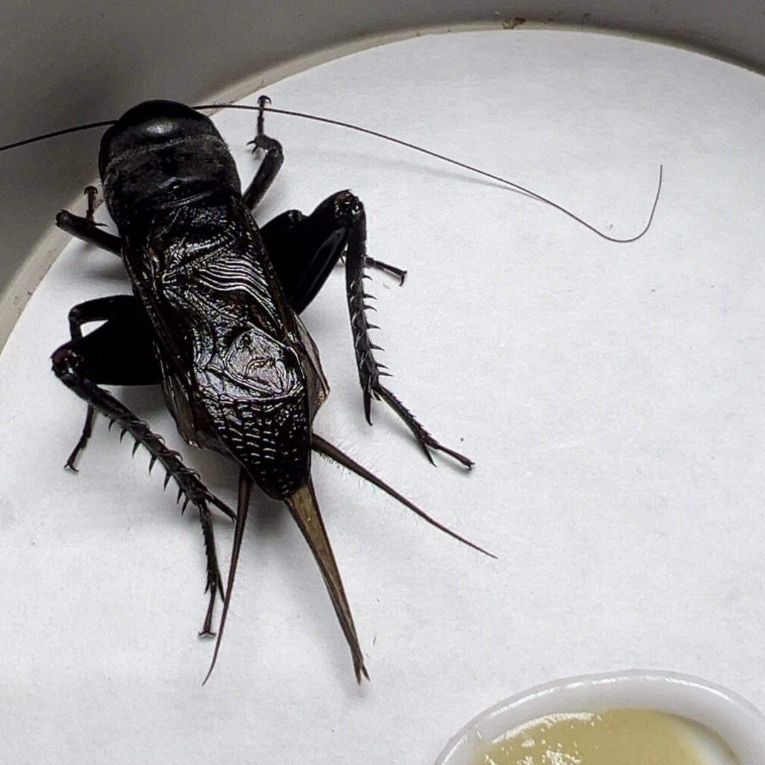 期待幸福黑虫油葫芦