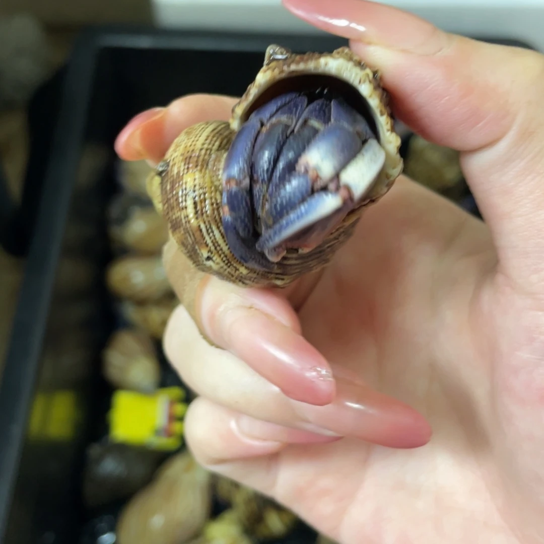 寄居蟹寄居蟹寄居蟹