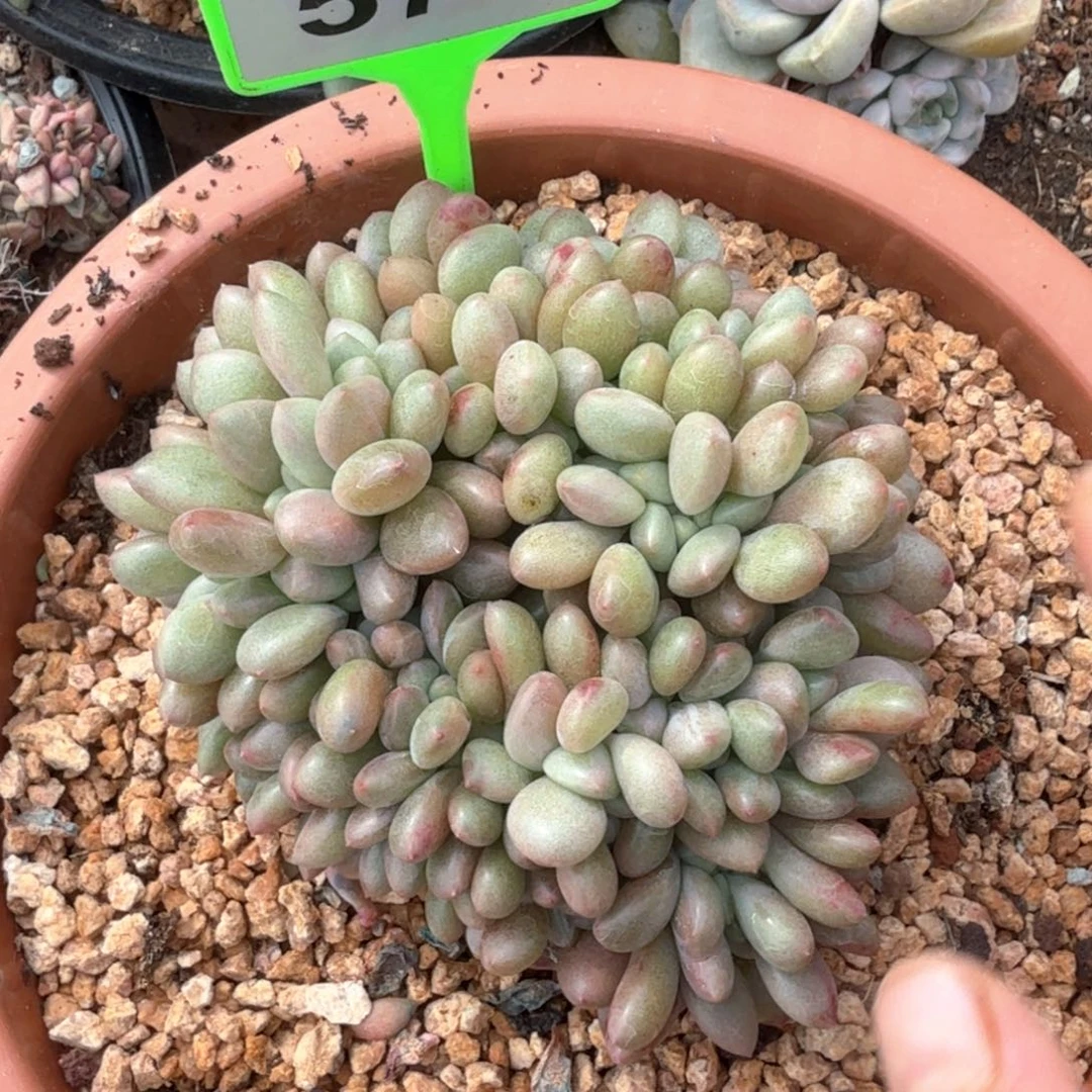B***e桃花源缀多肉植物573