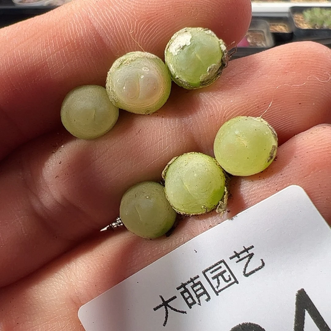 一物一拍。        784