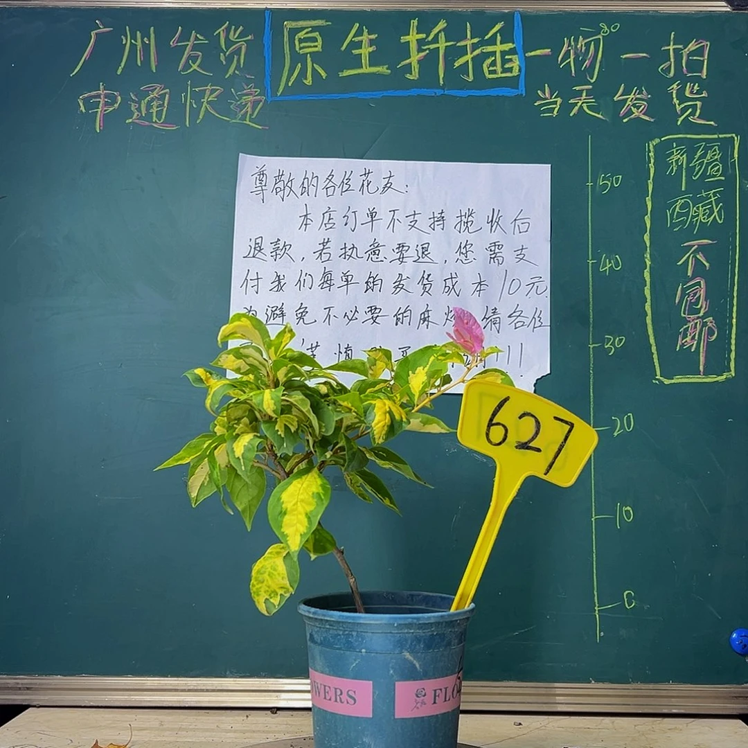 当前无花栽培后可以开花   金心橙白  627