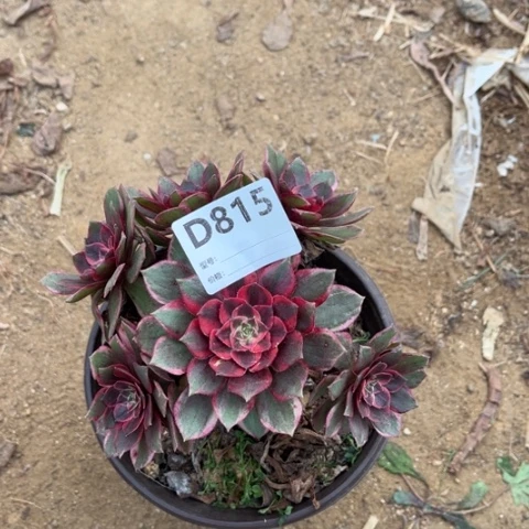 多肉植物黑魔锦捧花
