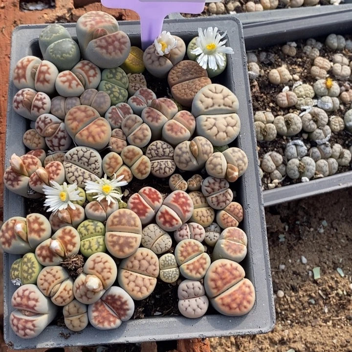 山***药生石花等植物的生长960