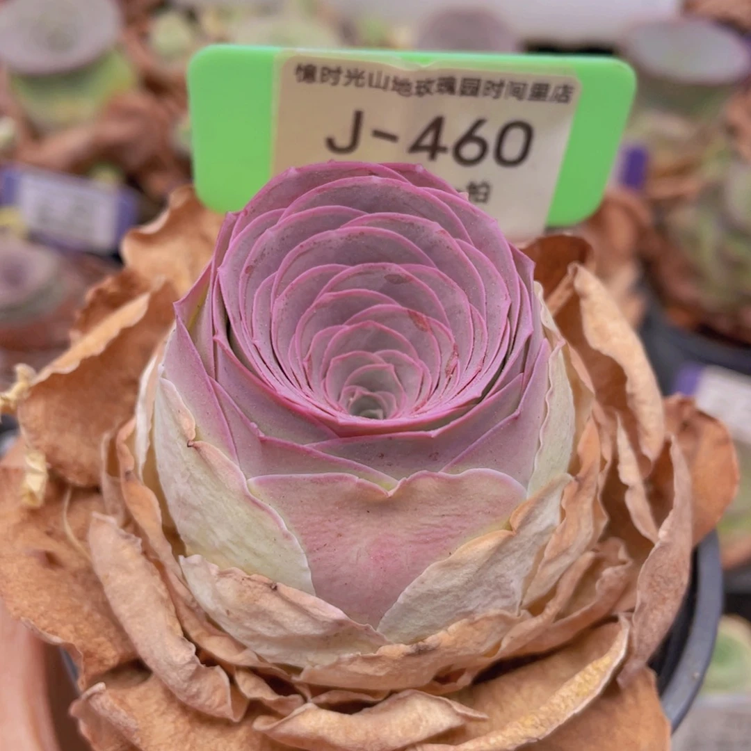 山地玫瑰金缇J460