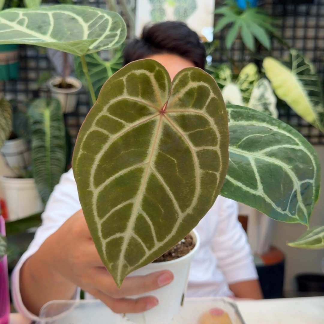 完全开放P198华丽杂粉脉水晶