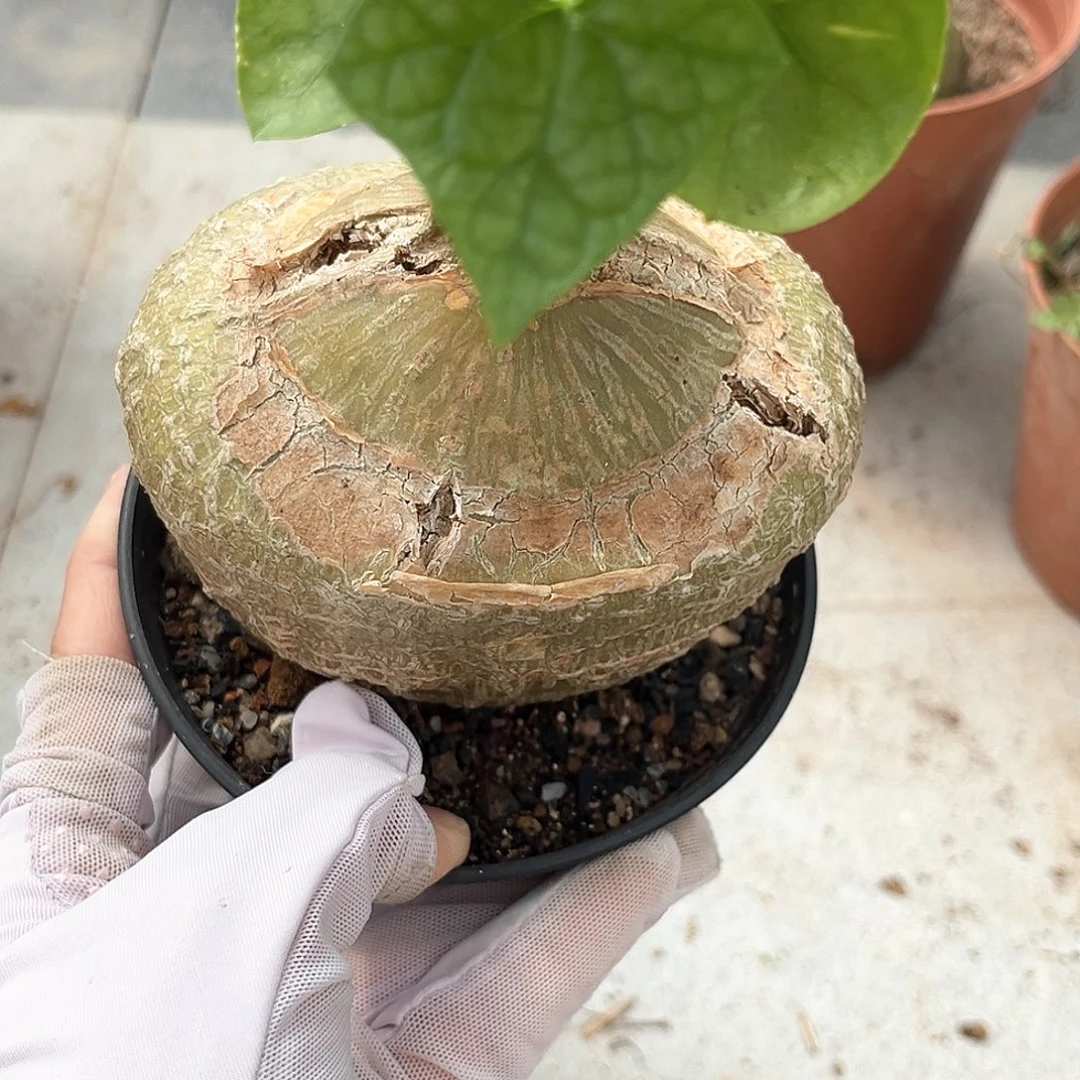 哈***Q潮流植物睡布袋，福利出