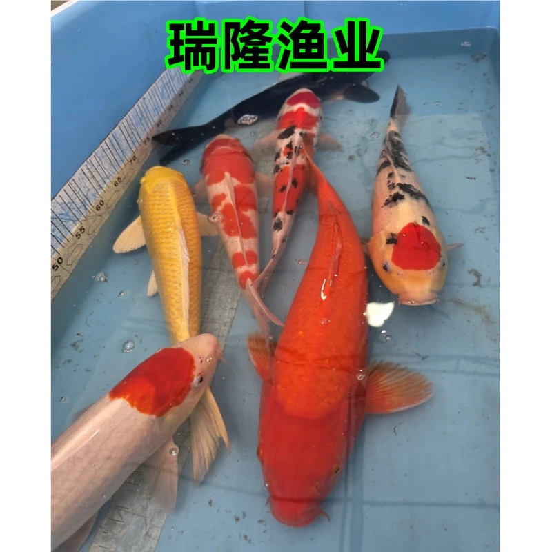 【只发广东省】锦鲤35cm淡水活鱼 351-399红白大正昭和丹顶观赏鱼