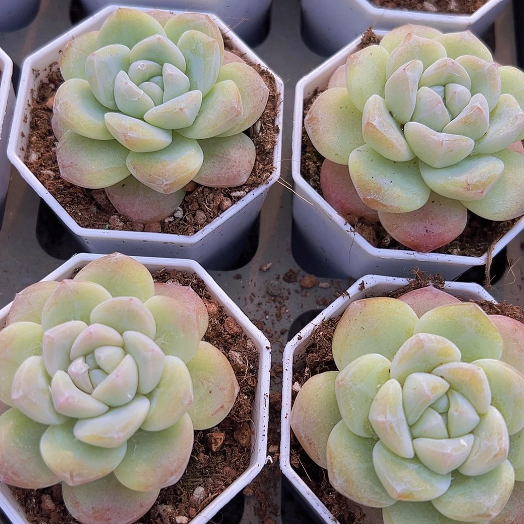 钻石冰玉2颗19包邮