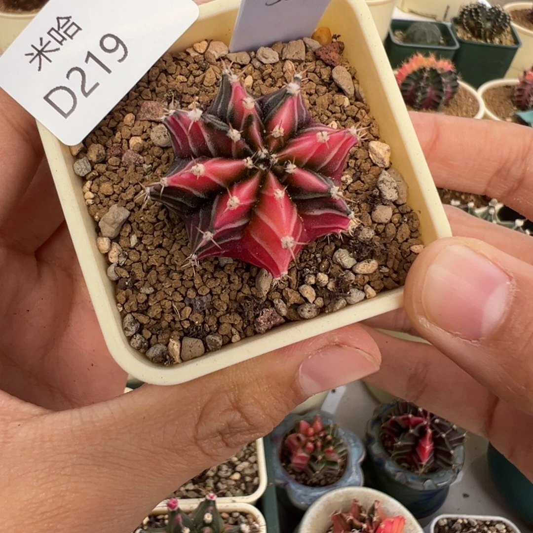 219 好看的米哈冲冲冲