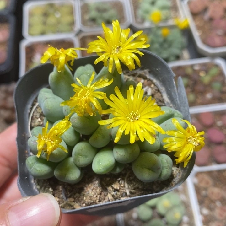 优选漂亮口迪特价