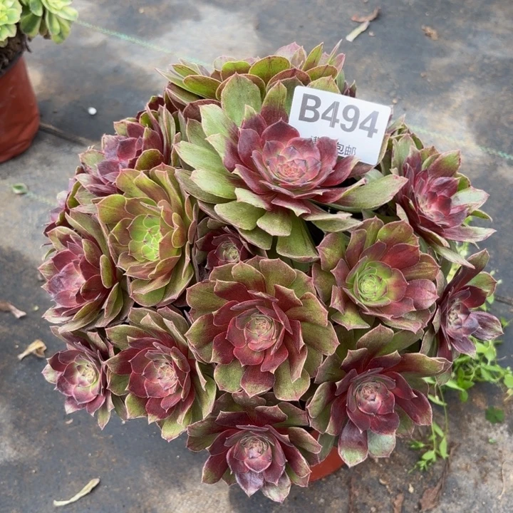 瑞妈，，。。。。。494干枯玫瑰，