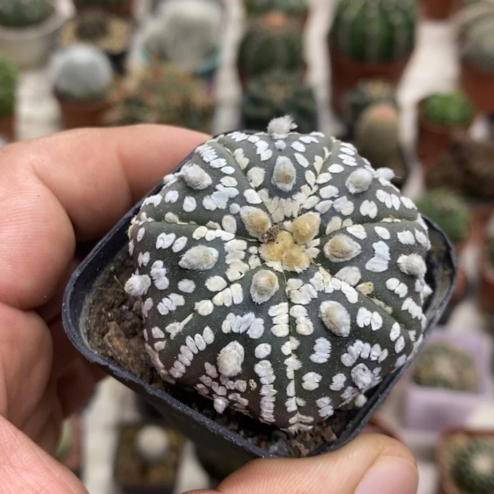 实生浓白兜特价福利