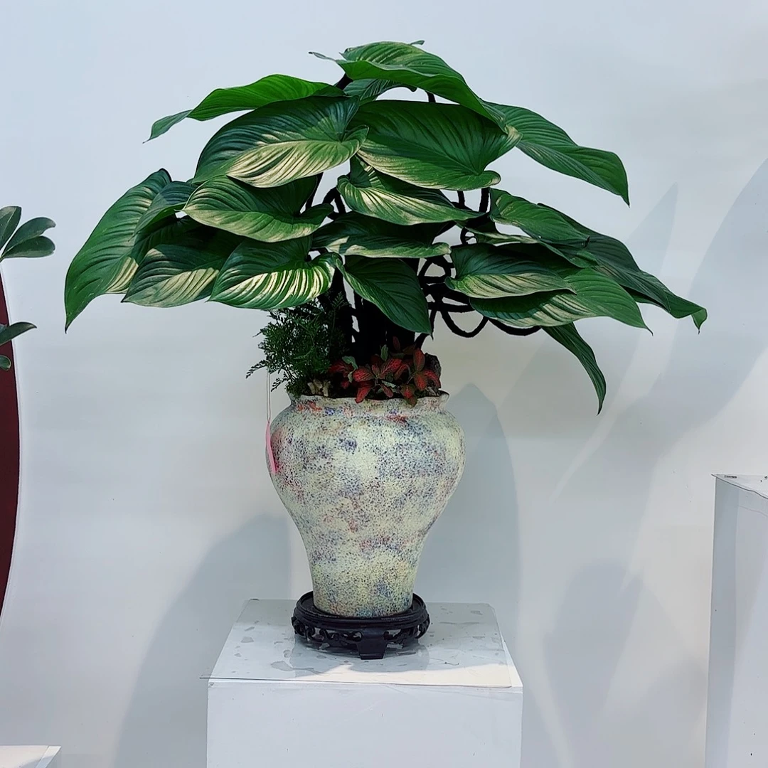 无花朵鱼绿芙蓉一物一拍