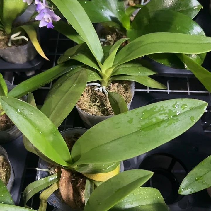 当前无花栽培后可以开花小茴紫3.0苗微瑕处理