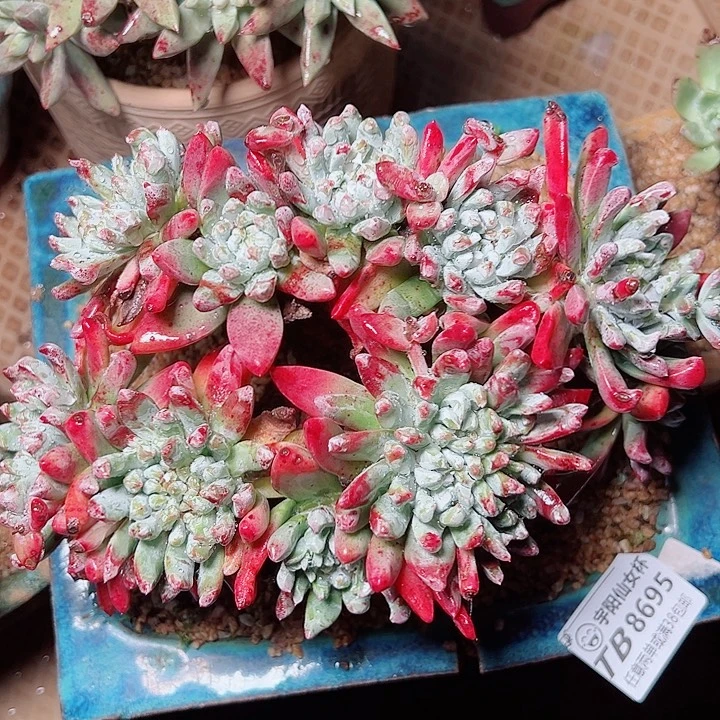 8695刘丹塔莉雅仙女杯多肉