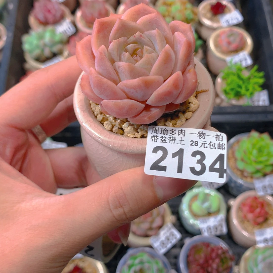 5厘米精控多肉2134