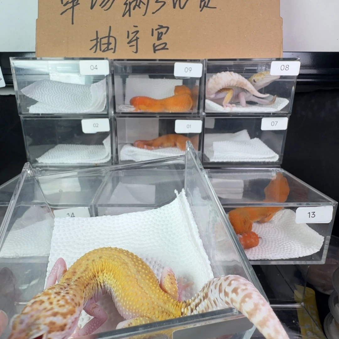 豹纹守宫雷达妹妹