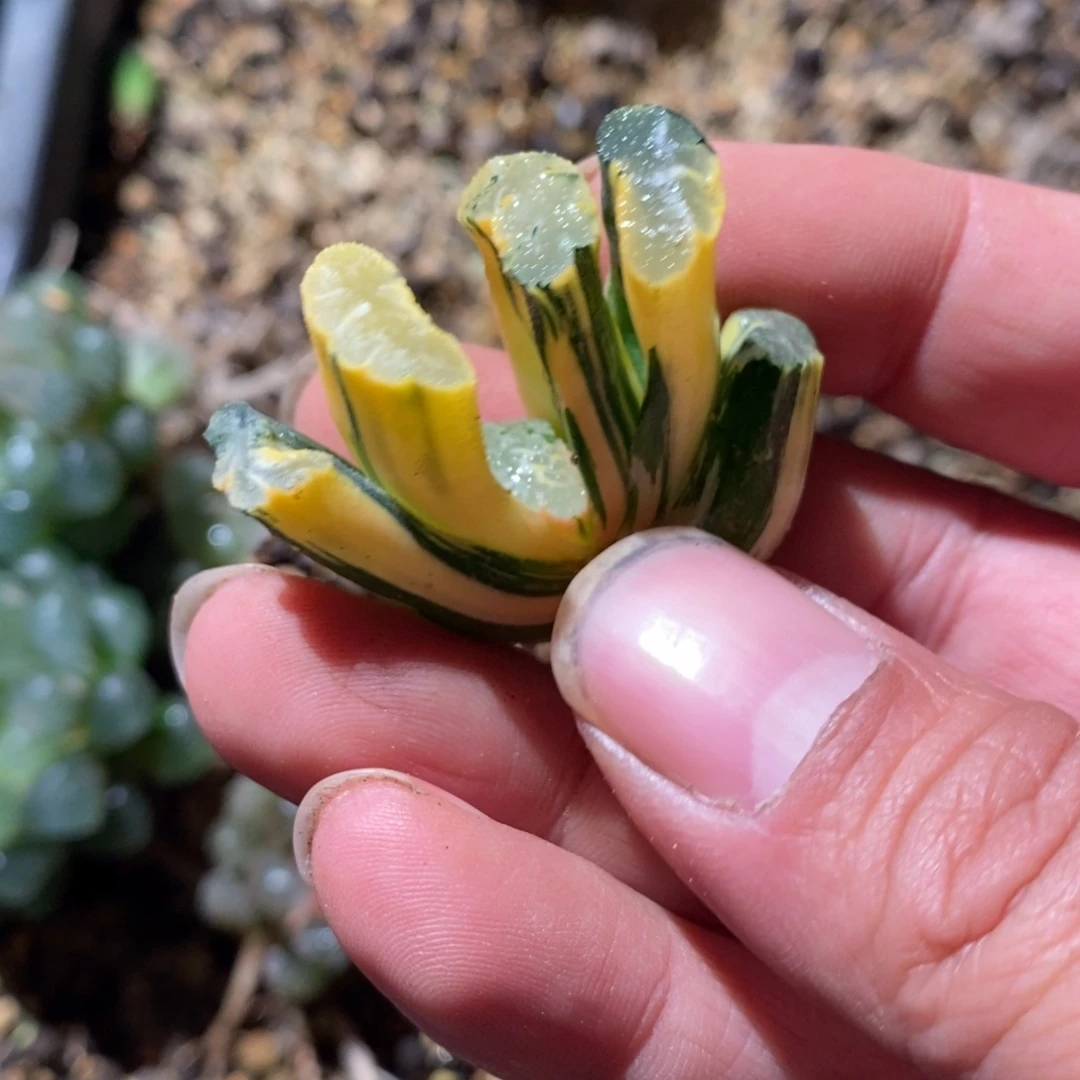 1285 一颗玉扇锦 点赞福利