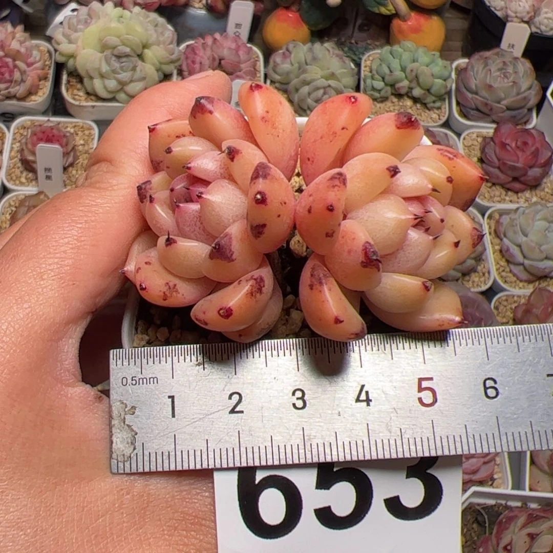 #*653 多肉植物组合盆栽