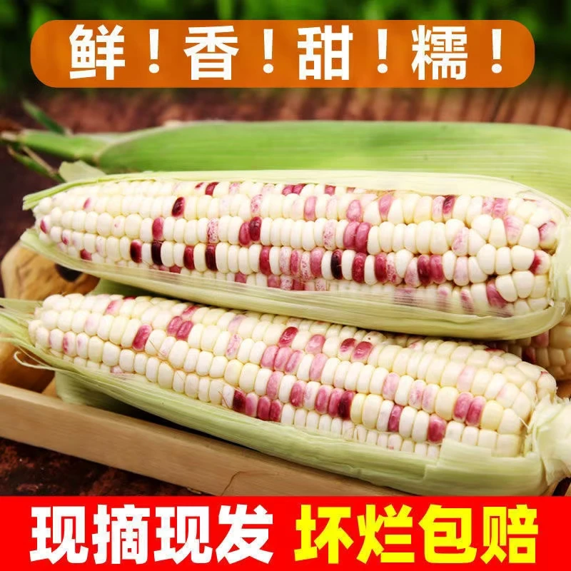 北京本地鲜玉米花甜糯玉米现采现发 保甜保糯 3斤-7斤花糯玉米北京市